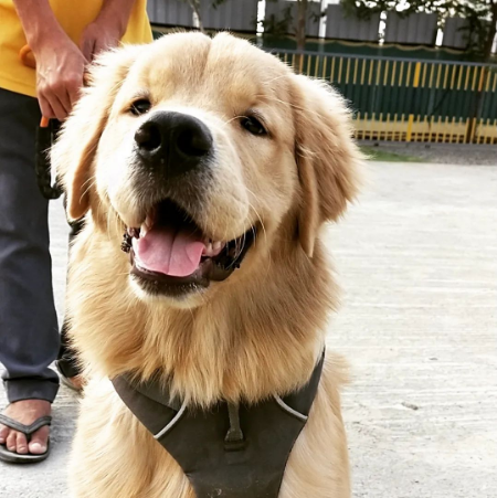 Happy dog