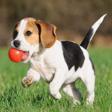 Happy dog